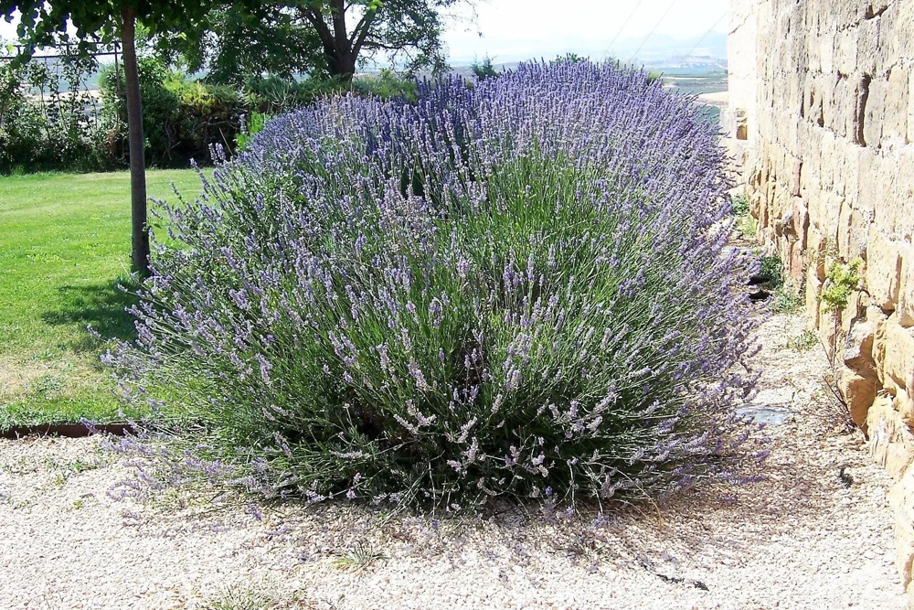150 Portuguese Spike Lavender Seeds - Lavandula latifolia - Fragrant Blue-Purple Flowers - Image 1