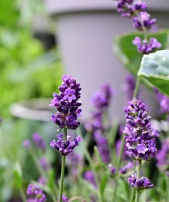 150 Portuguese Spike Lavender Seeds - Lavandula latifolia - Fragrant Blue-Purple Flowers - Image 9