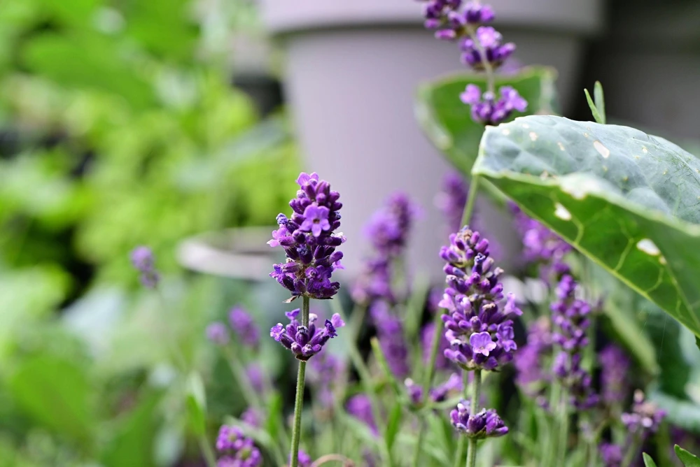 150 Portuguese Spike Lavender Seeds - Lavandula latifolia - Fragrant Blue-Purple Flowers - Image 9