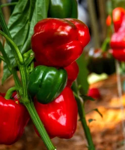 150 Yolo Wonder Sweet Red Bell Pepper Vegetable Seeds - High Yield - Image 2