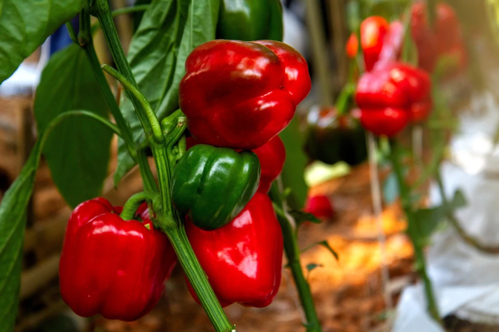 150 Yolo Wonder Sweet Red Bell Pepper Vegetable Seeds - High Yield - Image 2