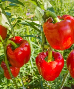 150 Yolo Wonder Sweet Red Bell Pepper Vegetable Seeds - High Yield - Image 3