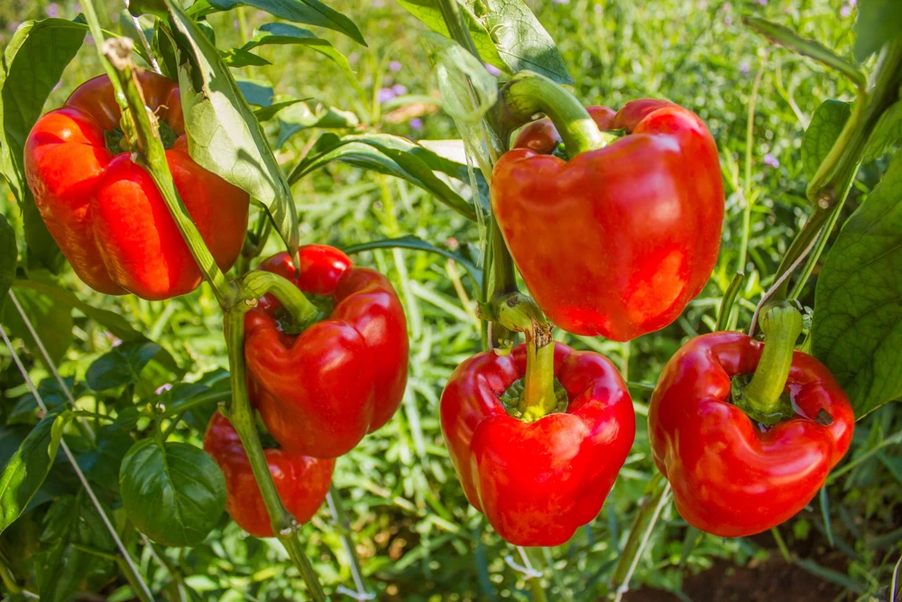 150 Yolo Wonder Sweet Red Bell Pepper Vegetable Seeds - High Yield - Image 3