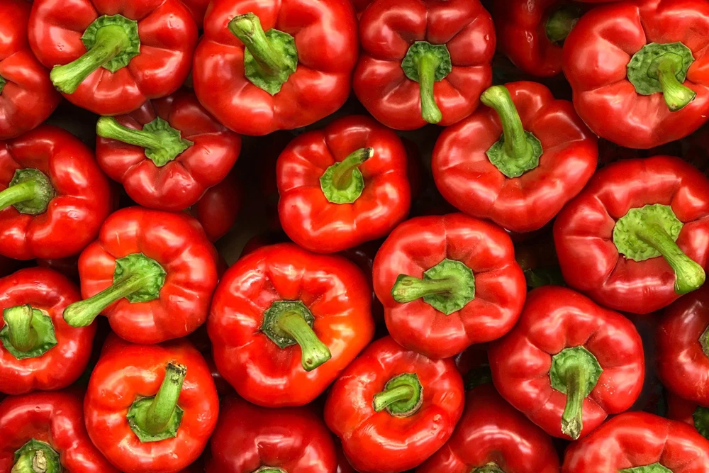 150 Yolo Wonder Sweet Red Bell Pepper Vegetable Seeds - High Yield - Image 4