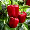 150 Yolo Wonder Sweet Red Bell Pepper Vegetable Seeds - High Yield - Image 1
