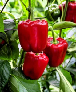 150 Yolo Wonder Sweet Red Bell Pepper Vegetable Seeds - High Yield - Image 1