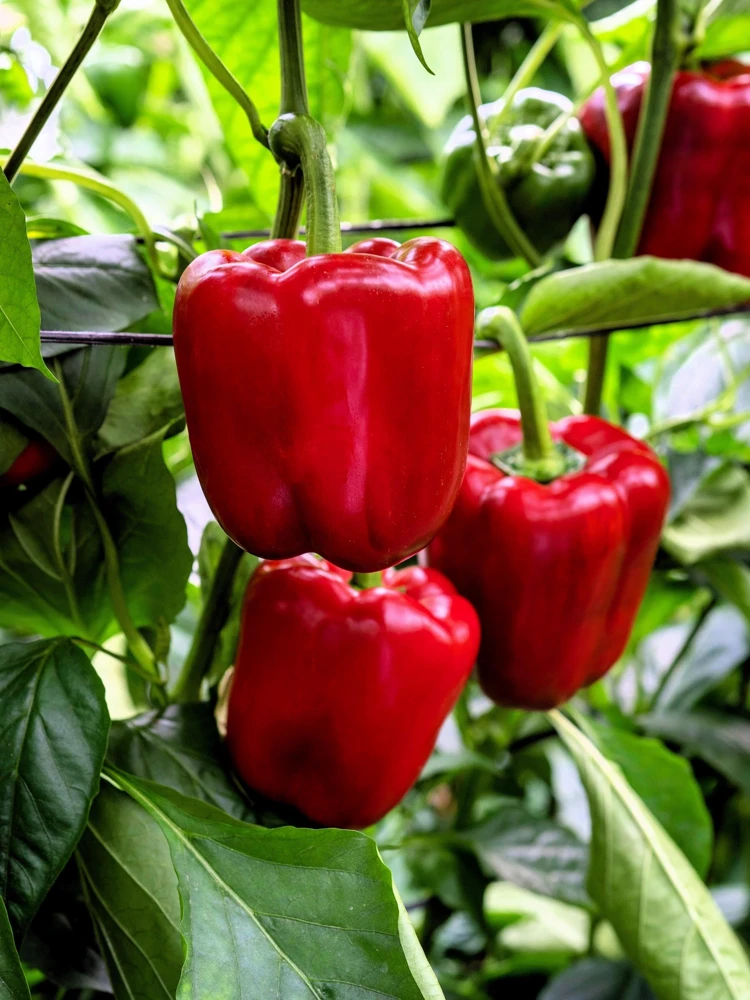 150 Yolo Wonder Sweet Red Bell Pepper Vegetable Seeds - High Yield - Image 1
