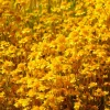 1500 Goldfields Yellow Flower Seeds - Lasthenia Glabrata, California Sunshine, Outdoor - Image 1