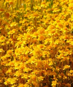 1500 Goldfields Yellow Flower Seeds - Lasthenia Glabrata, California Sunshine, Outdoor - Image 1
