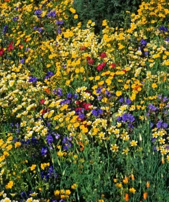1500 Goldfields Yellow Flower Seeds - Lasthenia Glabrata, California Sunshine, Outdoor - Image 10