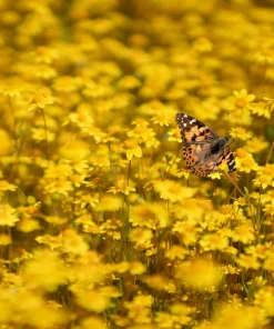 1500 Goldfields Yellow Flower Seeds - Lasthenia Glabrata, California Sunshine, Outdoor - Image 2