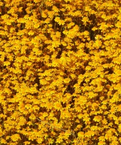 1500 Goldfields Yellow Flower Seeds - Lasthenia Glabrata, California Sunshine, Outdoor - Image 3