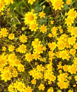 1500 Goldfields Yellow Flower Seeds - Lasthenia Glabrata, California Sunshine, Outdoor - Image 4