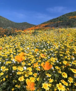 1500 Goldfields Yellow Flower Seeds - Lasthenia Glabrata, California Sunshine, Outdoor - Image 5