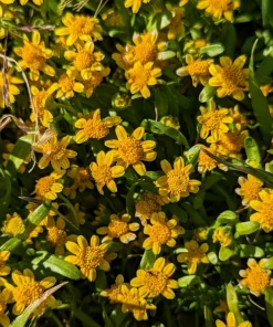 1500 Goldfields Yellow Flower Seeds - Lasthenia Glabrata, California Sunshine, Outdoor - Image 6