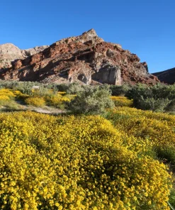 1500 Goldfields Yellow Flower Seeds - Lasthenia Glabrata, California Sunshine, Outdoor - Image 7