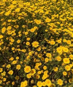 1500 Goldfields Yellow Flower Seeds - Lasthenia Glabrata, California Sunshine, Outdoor - Image 8