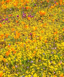 1500 Goldfields Yellow Flower Seeds - Lasthenia Glabrata, California Sunshine, Outdoor - Image 9