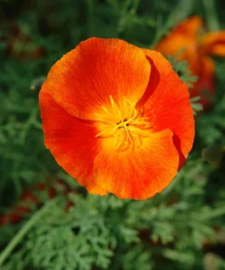 1500 Mikado California Poppy Flower Seeds - Orangy Scarlet Red, Eschscholzia Californica - Image 10