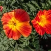 1500 Mikado California Poppy Flower Seeds - Orangy Scarlet Red, Eschscholzia Californica - Image 1