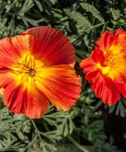 1500 Mikado California Poppy Flower Seeds - Orangy Scarlet Red, Eschscholzia Californica - Image 1