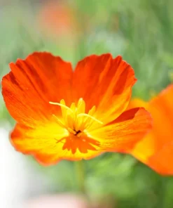 1500 Mikado California Poppy Flower Seeds - Orangy Scarlet Red, Eschscholzia Californica - Image 2