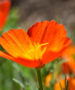 1500 Mikado California Poppy Flower Seeds - Orangy Scarlet Red, Eschscholzia Californica - Image 3