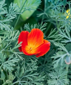 1500 Mikado California Poppy Flower Seeds - Orangy Scarlet Red, Eschscholzia Californica - Image 4