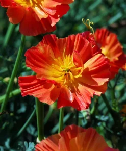 1500 Mikado California Poppy Flower Seeds - Orangy Scarlet Red, Eschscholzia Californica - Image 5
