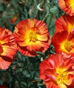 1500 Mikado California Poppy Flower Seeds - Orangy Scarlet Red, Eschscholzia Californica - Image 6
