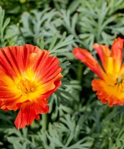 1500 Mikado California Poppy Flower Seeds - Orangy Scarlet Red, Eschscholzia Californica - Image 7