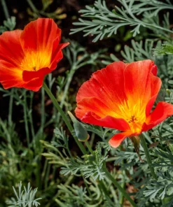 1500 Mikado California Poppy Flower Seeds - Orangy Scarlet Red, Eschscholzia Californica - Image 8
