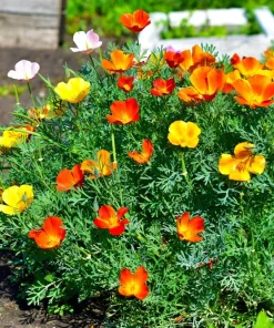 1500 Mikado California Poppy Flower Seeds - Orangy Scarlet Red, Eschscholzia Californica - Image 9