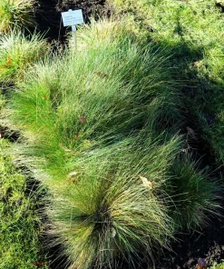 1500 Prairie Junegrass Seeds - Koeleria Macrantha Crested Hair Grass - Image 6