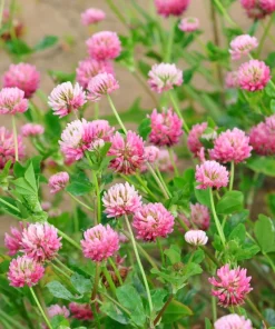 1500 Red Clover Monarchs Seeds - Trifolium Pratense Rose Mauve Flower Ground Cover - Image 2