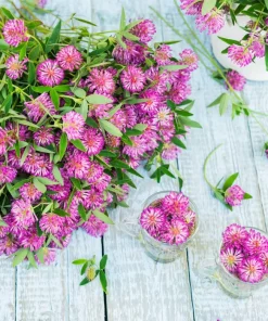 1500 Red Clover Monarchs Seeds - Trifolium Pratense Rose Mauve Flower Ground Cover - Image 3