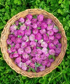 1500 Red Clover Monarchs Seeds - Trifolium Pratense Rose Mauve Flower Ground Cover - Image 4