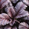 1500 Red Giant Mustard Seeds - Ornamental Japanese Greens Herb Vegetable Brassica - Image 1