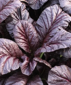 1500 Red Giant Mustard Seeds - Ornamental Japanese Greens Herb Vegetable Brassica - Image 1