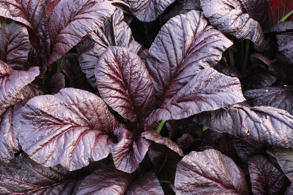 1500 Red Giant Mustard Seeds - Ornamental Japanese Greens Herb Vegetable Brassica - Image 1