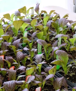 1500 Red Giant Mustard Seeds - Ornamental Japanese Greens Herb Vegetable Brassica - Image 2