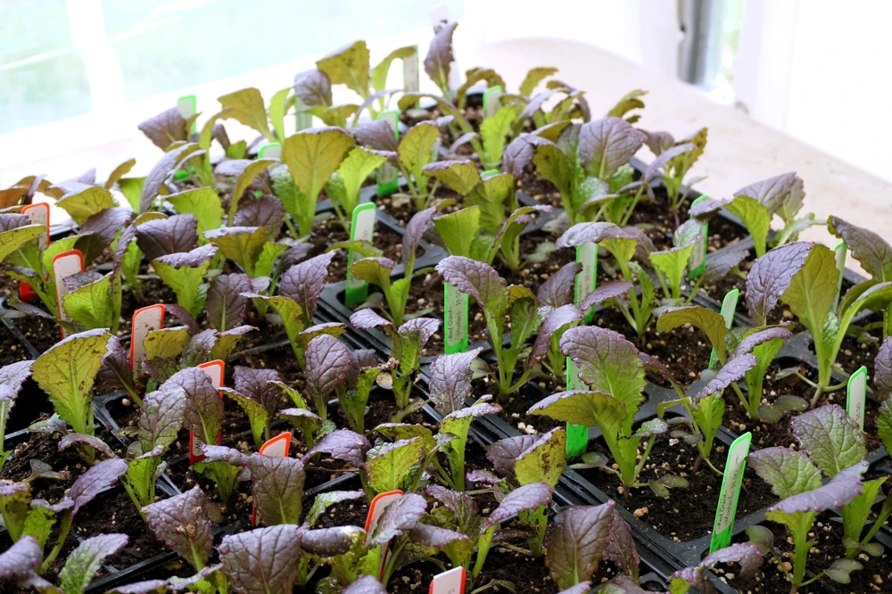 1500 Red Giant Mustard Seeds - Ornamental Japanese Greens Herb Vegetable Brassica - Image 2