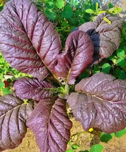 1500 Red Giant Mustard Seeds - Ornamental Japanese Greens Herb Vegetable Brassica - Image 3