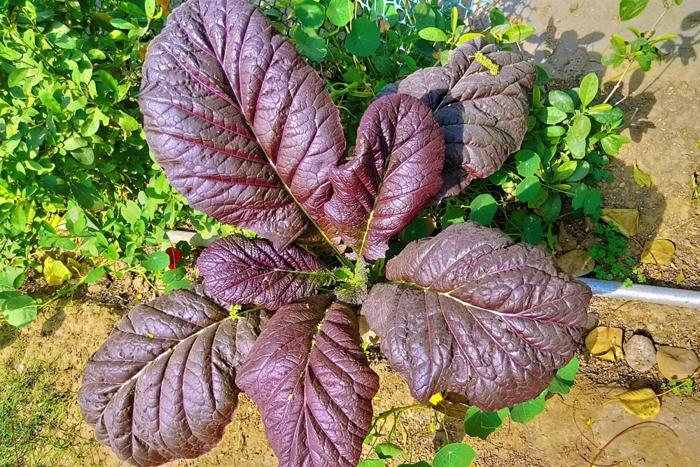 1500 Red Giant Mustard Seeds - Ornamental Japanese Greens Herb Vegetable Brassica - Image 3