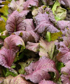 1500 Red Giant Mustard Seeds - Ornamental Japanese Greens Herb Vegetable Brassica - Image 4