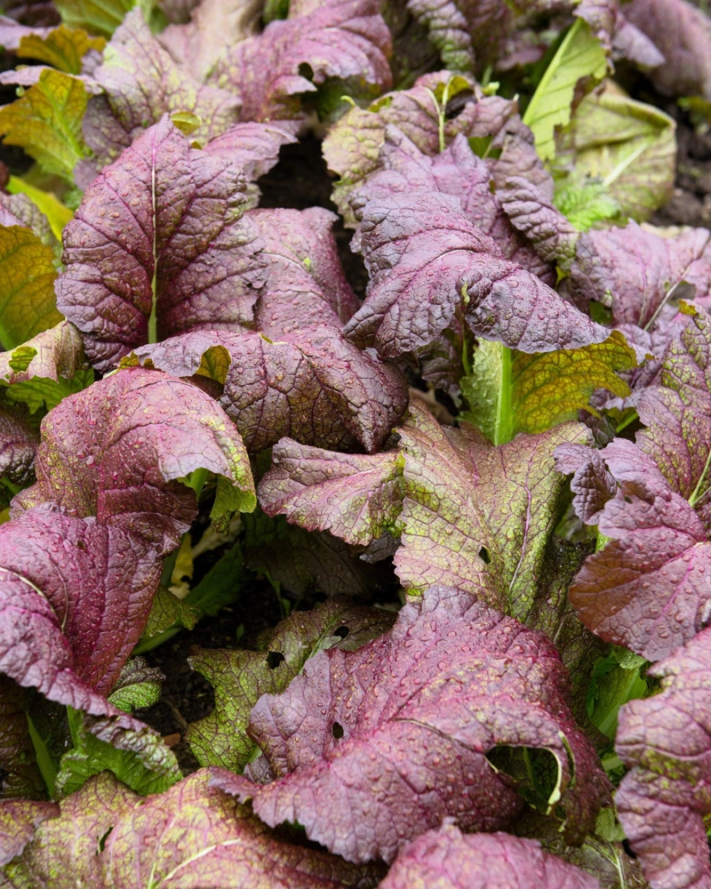 1500 Red Giant Mustard Seeds - Ornamental Japanese Greens Herb Vegetable Brassica - Image 4