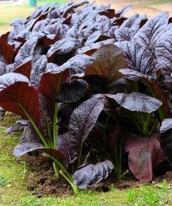 1500 Red Giant Mustard Seeds - Ornamental Japanese Greens Herb Vegetable Brassica - Image 5