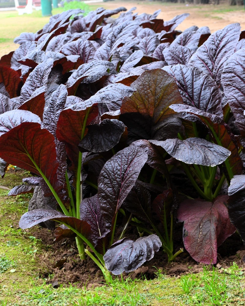 1500 Red Giant Mustard Seeds - Ornamental Japanese Greens Herb Vegetable Brassica - Image 5