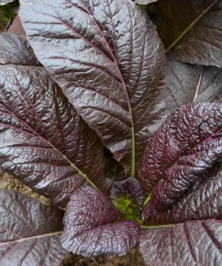 1500 Red Giant Mustard Seeds - Ornamental Japanese Greens Herb Vegetable Brassica - Image 6
