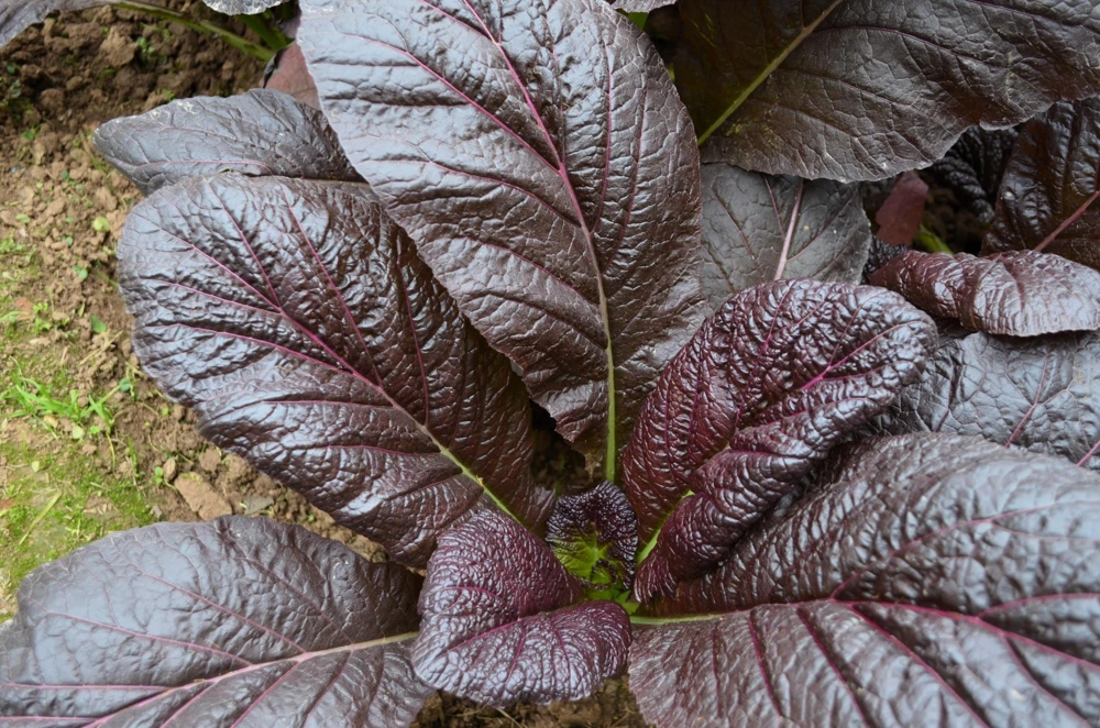 1500 Red Giant Mustard Seeds - Ornamental Japanese Greens Herb Vegetable Brassica - Image 6